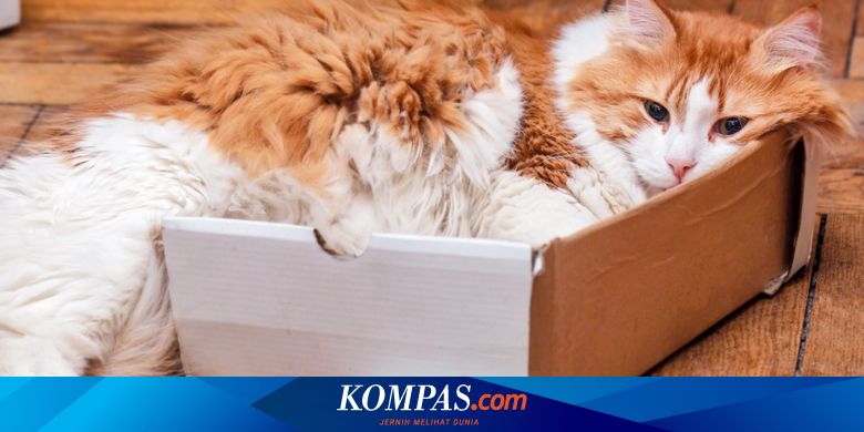 なぜ猫は段ボールの中に隠れるのが好きなのでしょうか？どうやら狩猟本能と関係があるらしい