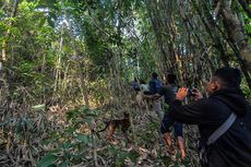 Heboh, Warga Tasikmalaya Ramai-ramai Tangkap Macan Tutul di Kebun