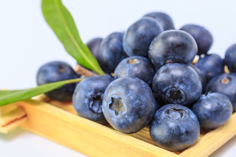 ilustrasi blueberry atau bluberi, 