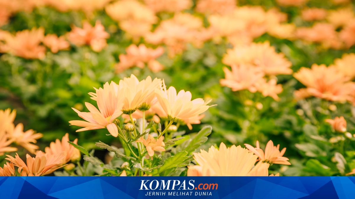 5 Bunga yang Bisa Ditanam di Bulan Agustus, Apa Saja?