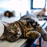 Kucing Juga Bisa Stres, Ini Penyebab dan Cara Menanganinya