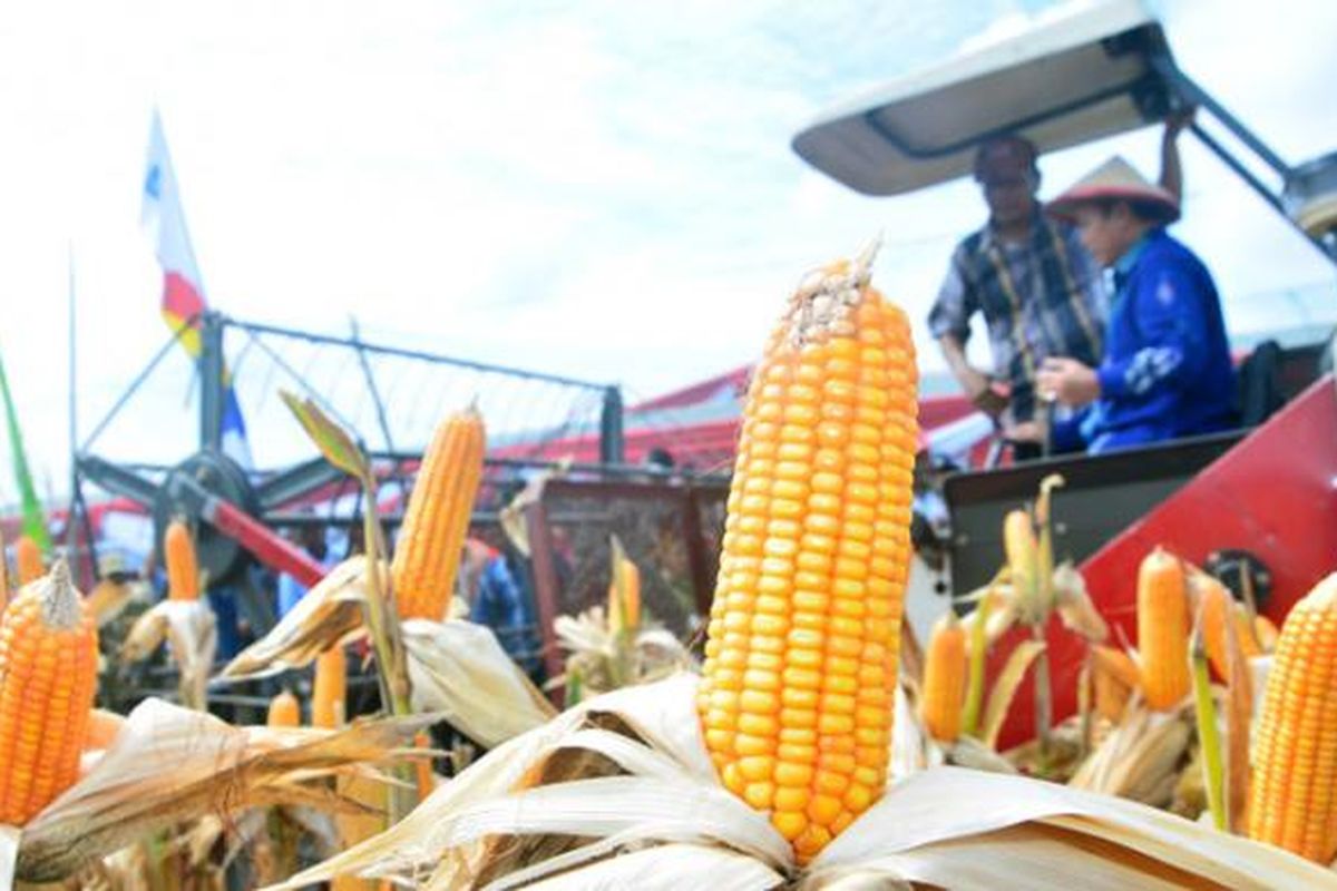 Suasana panen raya di kawasan jagung modern Lamongan, Selasa (24/1/2017).