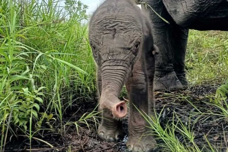 Bayi gajah jenis kelamin betina lahir di Pusat Latihan Gajah (PLG) Jalur 21 Padang Sugihan, Kabupaten Banyuasin, Sumatera Selatan pada Rabu, (13/7/ 2022) pada pukul 05.00WIB.