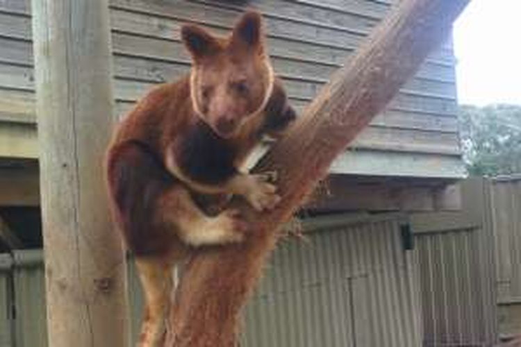 Pengunjung kebun binatang Ballarat Wildlife Park di Victoria, Australia, dapat berinteraksi dengan beragam hewan khas negeri itu.