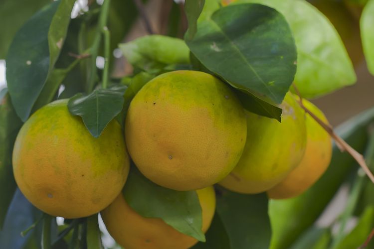 Ilustrasi buah jeruk, tanaman jeruk, pohon jeruk. 