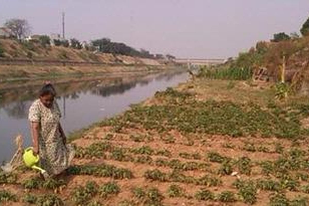 Icah (62), tampak menyiram tanah garapannya di tepi KBT (Kanal Banjir Timur), Malaka Sari, Duren Sawit, Jakarta Timur. Ia dan puluhan petani dadakan itu memanfaatkan lahan itu untuk bercocok tanam, entah untuk dijual atau pun untuk konsumsi sendiri. 
