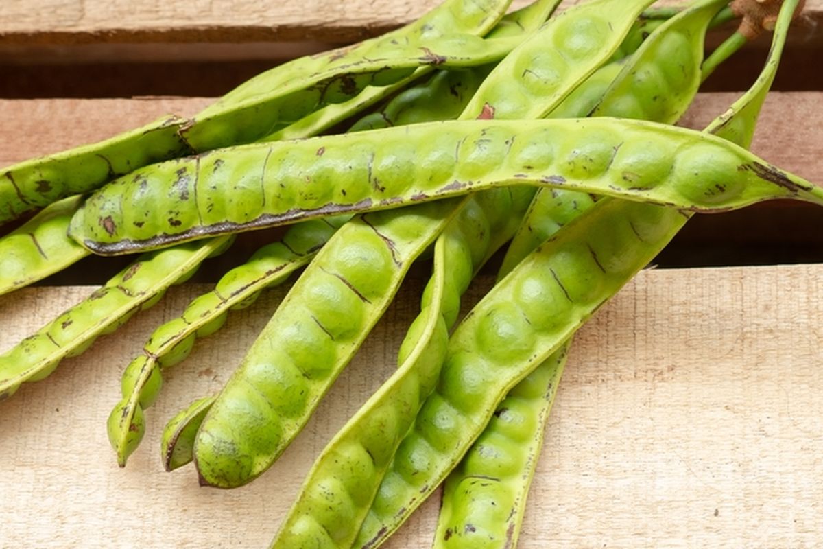 Ilustrasi petai atau pete.