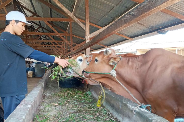 Rangga dengan sapi bali di kandang distributor di Pangkalbalam, Pangkalpinang, Senin (27/6/2022).