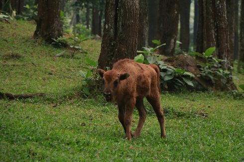 Tiga Bayi Bison Eropa dan Amerika Hadir di Taman Safari Prigen