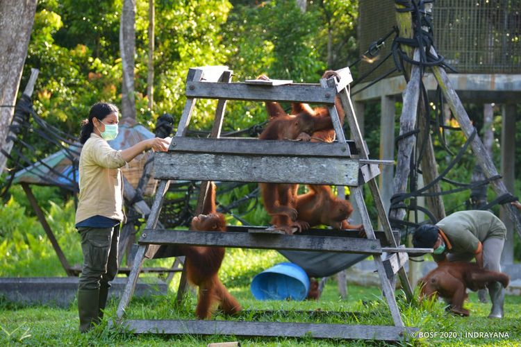 Petugas dan orangutan di Pusat rehabilitasi Samboja, Kalimantan Timur, awal Maret 2020. 