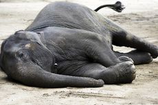 Gajah Sumatera Jantan Ditemukan Mati di Kebun Karet Jambi, BKSDA Masih Selidiki Penyebab Kematiannya