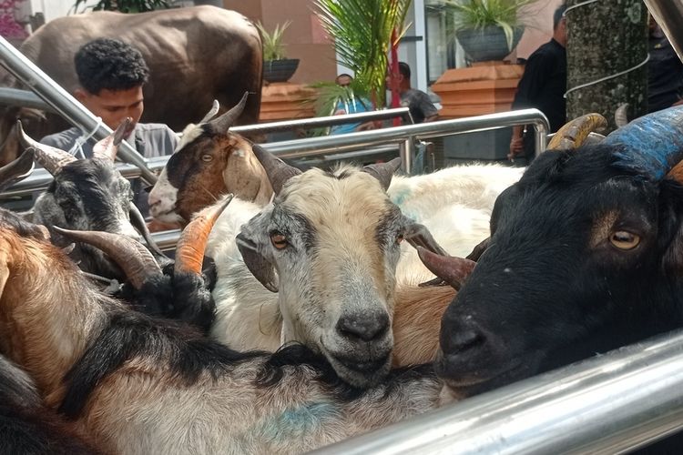 Pemkot Ambon Serahkan 100 Ekor Hewan Kurban untuk Idul Adha 2026