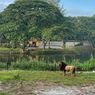 Belum Setahun Buka, Solo Safari Raih Penghargaan Indonesia Leading Theme Park