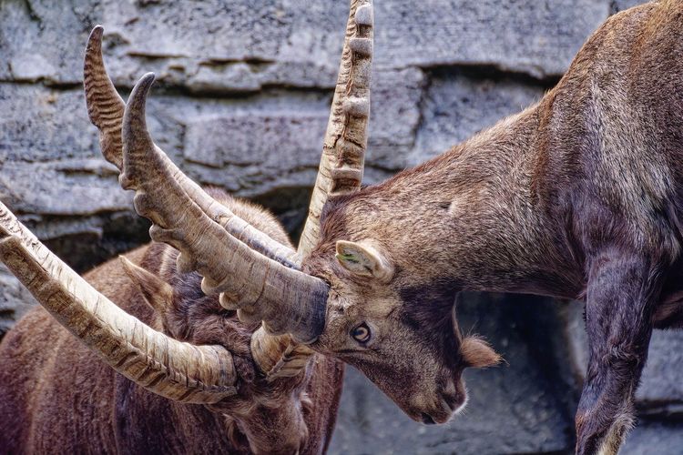 Dua kambing gunung yang bertarung dalam kompetisi memperebutkan sumber daya