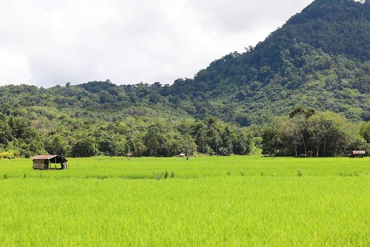 Ilustrasi Sawah di Indonesia