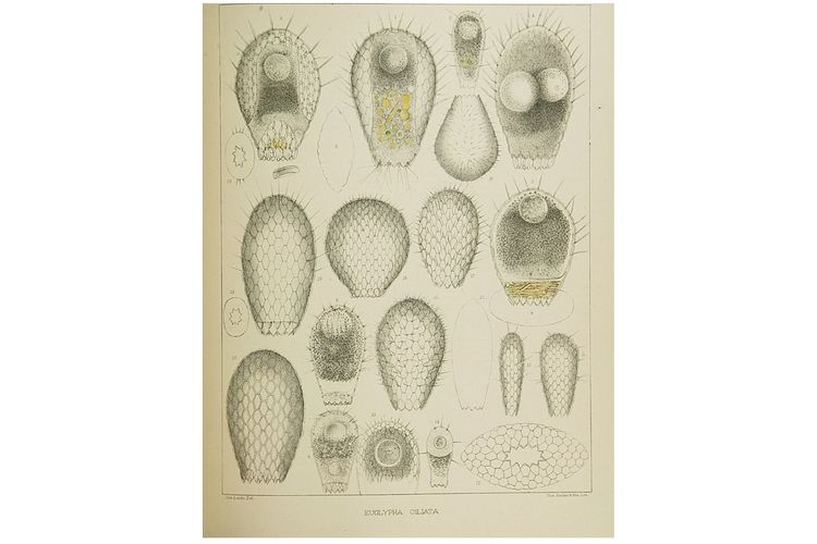 Ilustrasi rhizopoda