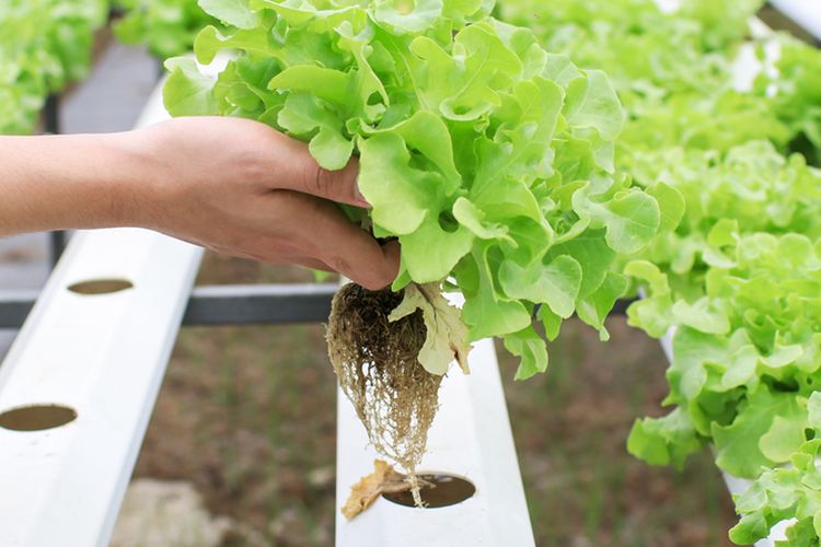 Ilustrasi hidroponik, Ilustrasi menanam tanaman dengan metode hidroponik.