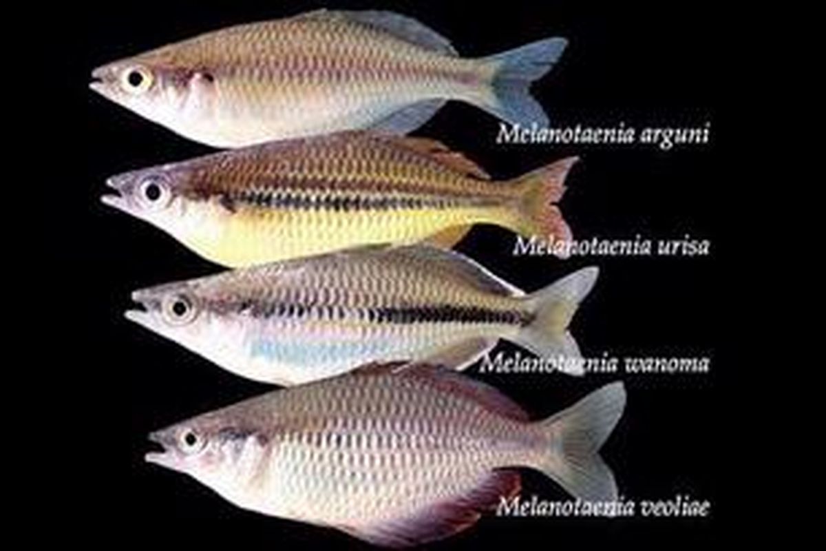 Empat spesies ikan pelangi ditemukan di Papua. Masing-masing adalah Melanotaenia arguni, Melanotaenia urisa, Melanotaenia veoliae, Melanotaenia wanoma. 