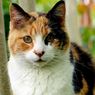 6 Fakta Kucing Calico, Si Belang Tiga Pembawa Keberuntungan 