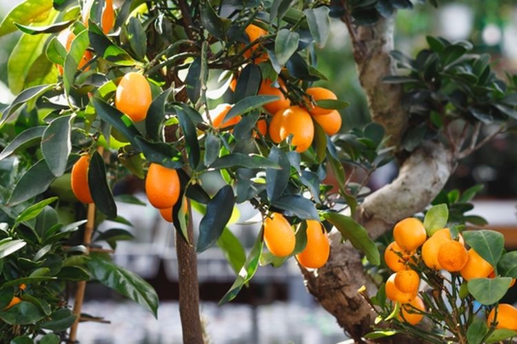 Ilustrasi pohon lemon.