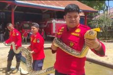 Detik-detik Ular Piton 7 Meter Mangsa Induk Kambing di Kendari, 1 Jam Dievakuasi Damkar