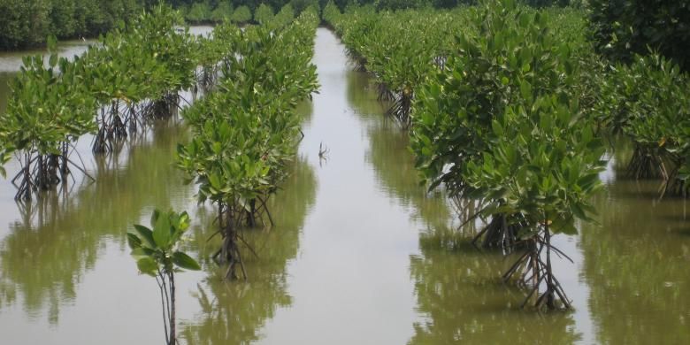 Penanaman mangrove menggunakan sistem berjarak di Desa Pantai Harapan Jaya, Kecamatan Muara Gembong, Kabupaten Bekasi. Selain mencegah abrasi, mangrove mengembalikan kembali fauna muara seperti ikan, udang, dan kepiting. Fauna tersebut menjadi sumber mata penghasilan masyarakat sekitar.