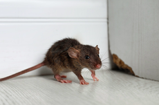 3 Cara Pakai Minyak Peppermint untuk Usir Tikus dari Rumah