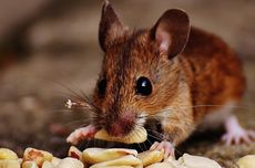 Cara Membuat Racun Tikus Alami dari Singkong dan Air Kelapa