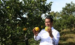 Malang Diproyeksikan Jadi Sentra Jeruk Nasional