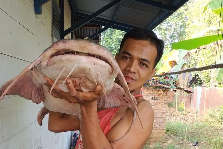 Pemburu ikan raksasa di Sungai Batanghari Jambi, Arief Nurochim, saat memikul ikan tapah di rumahnya. 