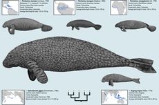 Studi Baru Lacak Evolusi Sapi Laut 