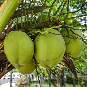Ilustrasi kelapa, buah kelapa. 