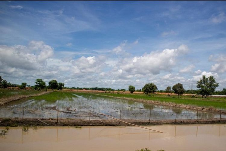 Sawah di Desa Gubungan Cibeureum, Kecamatan Maja, Kabupaten Lebak.