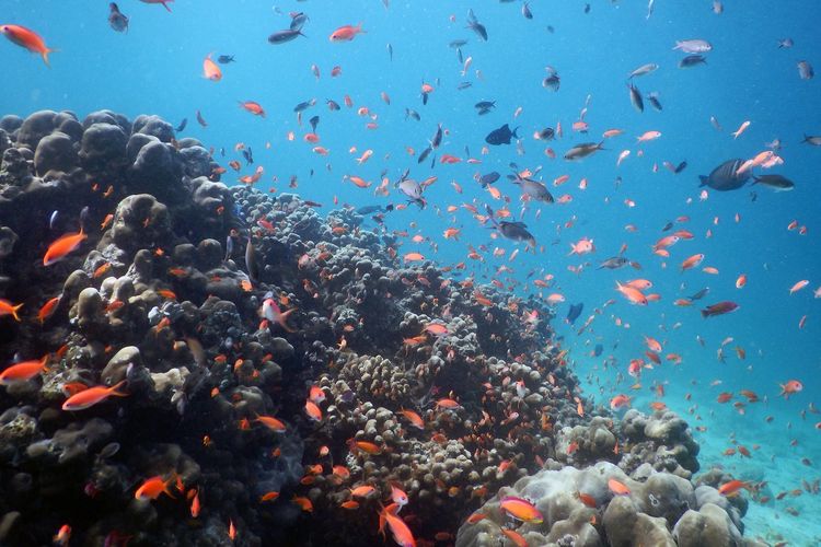 Ilustrasi alam bawah laut di Pulau Rubiah, Aceh.