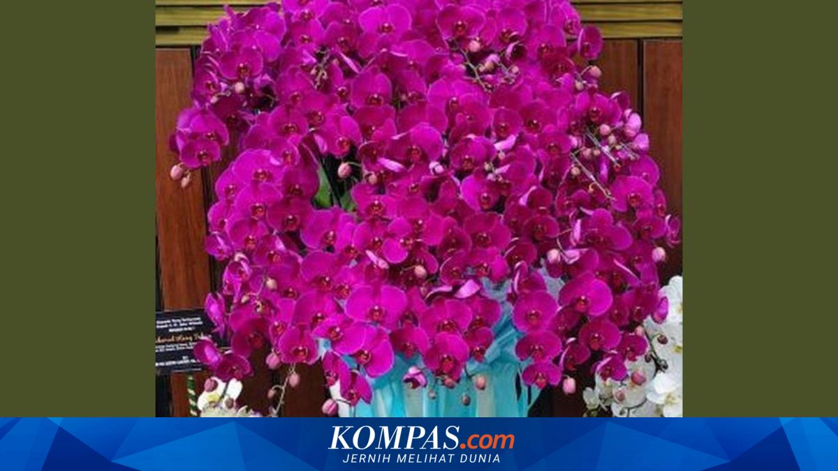 Anggrek Bulan Ungu Jadi Hadiah Ultah Jokowi dari Prabowo, Ini Artinya