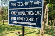 Melihat Kera Berkelompok dan Menyatu dengan Alam di Kemenuh Monkey River Bali