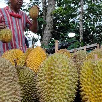 Musim durian memasuki masa puncak di Kapanewon Kokap, Kabupaten Kulon Progo, Daerah Istimewa Yogyakarta pada awal Februari 2022 ini. Pembelinya datang dari Kulon Progo hingga luar daerah.