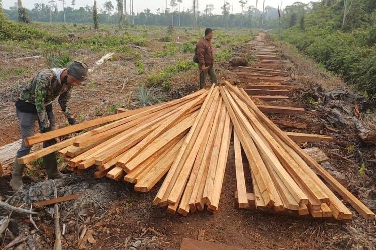 2 Tersangka Pembalakan Liar di Kawasan Harimau Sumatera Jambi Ditahan Kemenhut