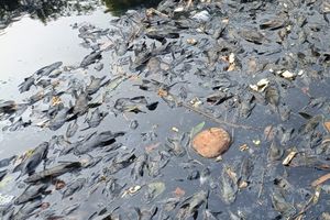 Banyak Ikan Sapu-sapu di Kali Pertanda Baik atau Buruk? Ini Kata Ahli