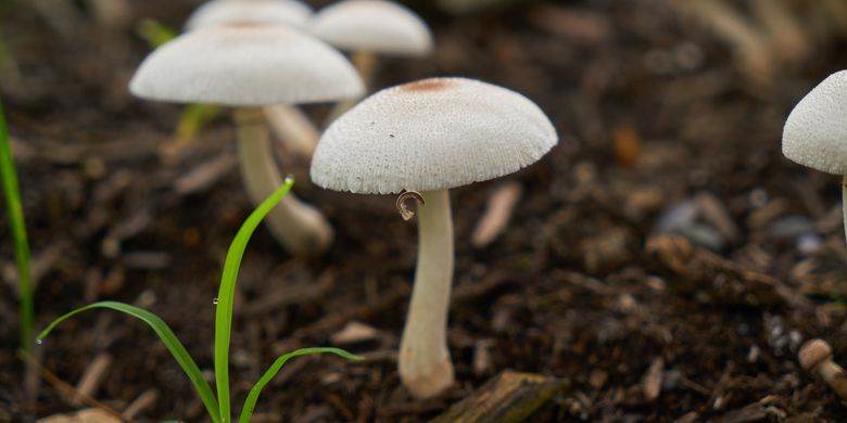 Kode Alam Jamur / Buku Mimpi Tafsir Mimpi Togel Bergambar 2d 3d 4d