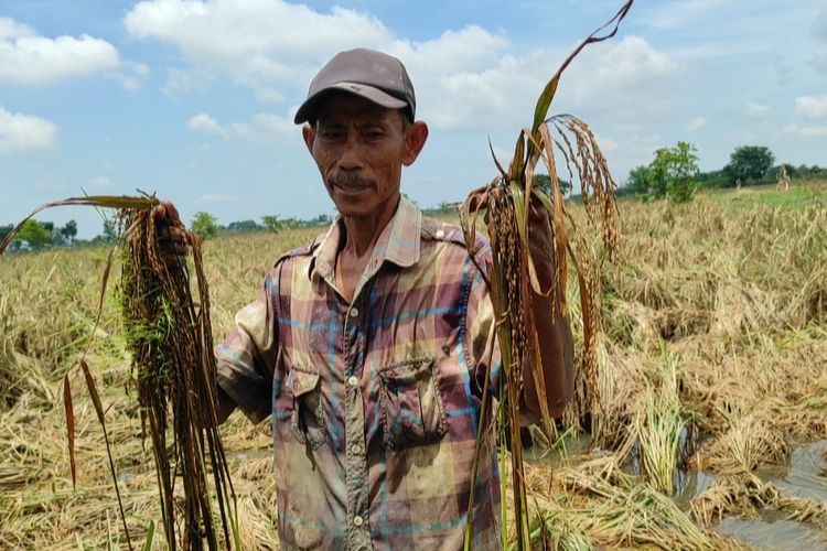 Petani di Desa Cangkring Rembang, Kecamatan Karanganyar, Kabupaten Demak menunjukkan padi yang busuk pasca banjir, Senin (26/2/2024). 