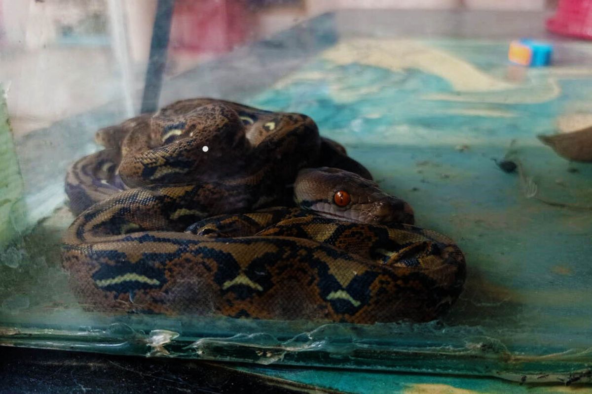 Warga di Kabupaten Magetan menangkap 2 dari 3 ekor ular piton sepanjang 30 centimeter yang diduga baru menetas. Satu anak ular piton lepas menuju hutan bambu. Sebelumnya warga juga menangkap 3 ekor ular piton dengan panjang lebih dari 3 meter di desa tersebut.