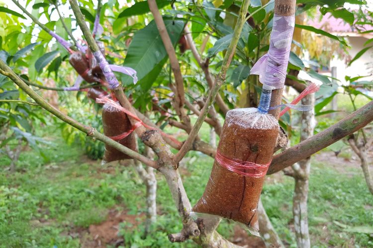 Ilustrasi cangkok, mencangkok pohon mangga.