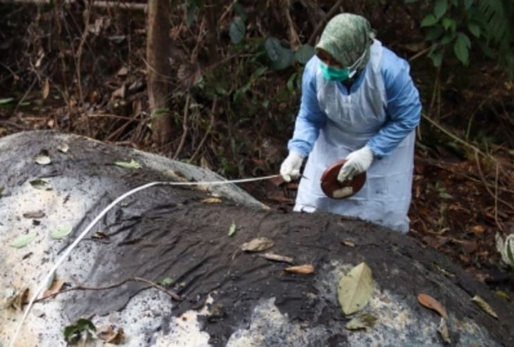 Kasus Gajah Mati di Riau: Polisi Periksa 33 Saksi, Belum Temukan Bukti Kuat Pelaku