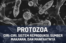 Protozoa: Ciri-ciri, Sistem Reproduksi, Sumber Makanan, dan Manfaatnya