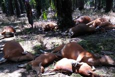Heboh, 10 Sapi di Nunukan Mati dengan Mulut Berbusa di Tengah Area Perkebunan Kelapa Sawit