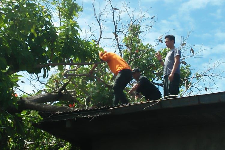 Petugas BPBD Padang, Minggu (28/4/2019), memotong pohon tumbang yang menimpa atap rumah warga, pada Sabtu kemarin. 