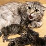 Jangan Sentuh Anak Kucing yang Baru Lahir, Ini Alasannya