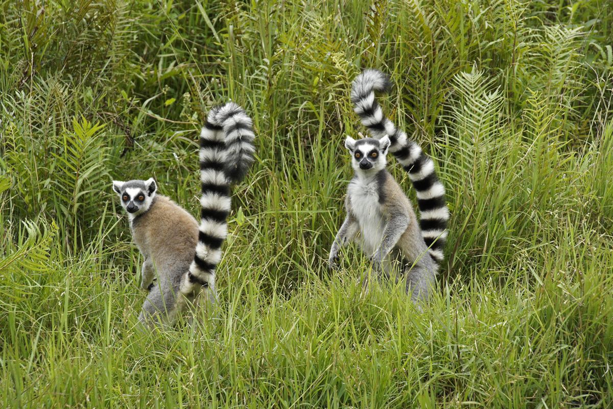 Ilustrasi lemur ekor cincin (Lemur catta).