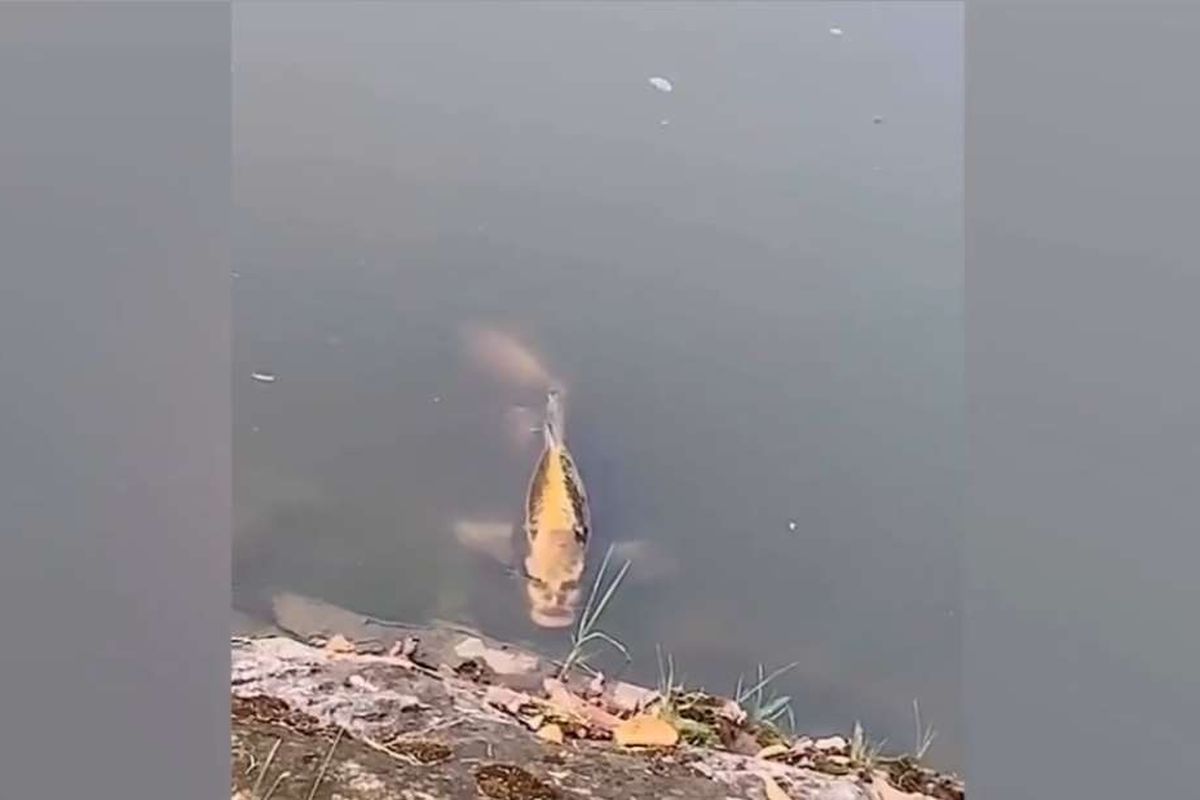 Ikan yang dianggap memiliki wajah manusia di kepalanya.